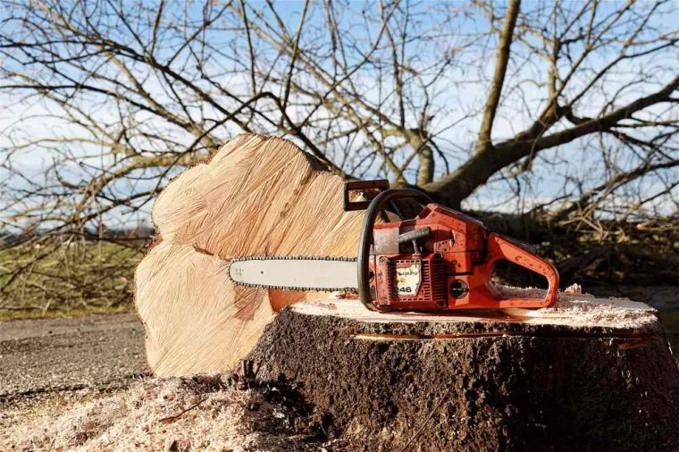 Abattage d'arbres après les intempéries, Saint-Omer, Alerte Nuisible Environnement