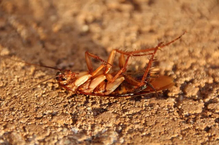 Comment se débarrasser des cafards et de cancrelats ?, Saint-Omer, Alerte Nuisible Environnement