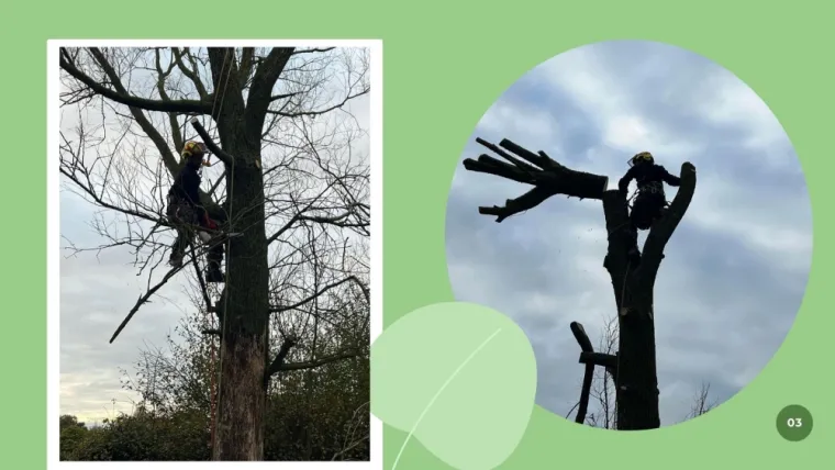 Abattage d'arbre suite à une tempête à Saint-Omer , Saint-Omer, Alerte Nuisible Environnement