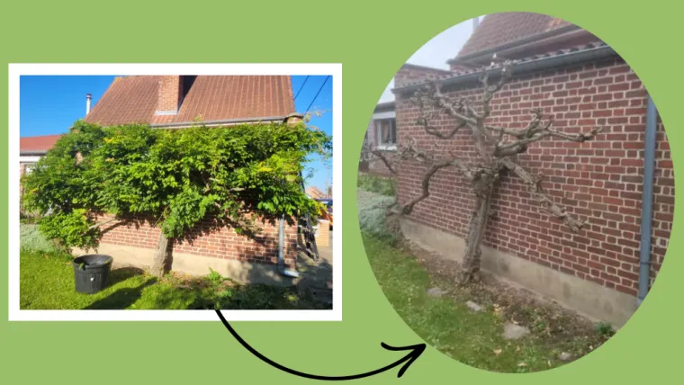 Mise à nue d'une glycine sur Blaringhem, Saint-Omer, Alerte Nuisible Environnement