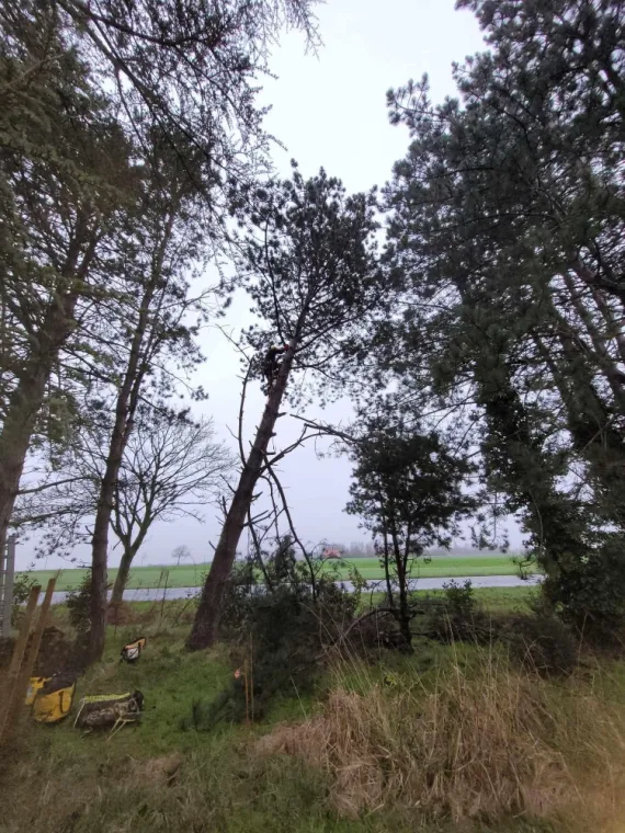 Élagage à Blaringhem , Saint-Omer, Alerte Nuisible Environnement