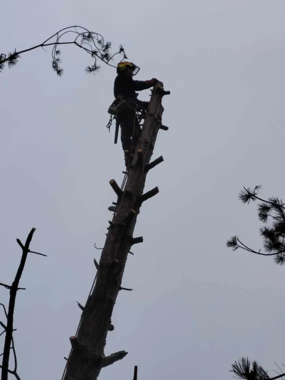 Elagage à Saint-Omer, Saint-Omer, Alerte Nuisible Environnement