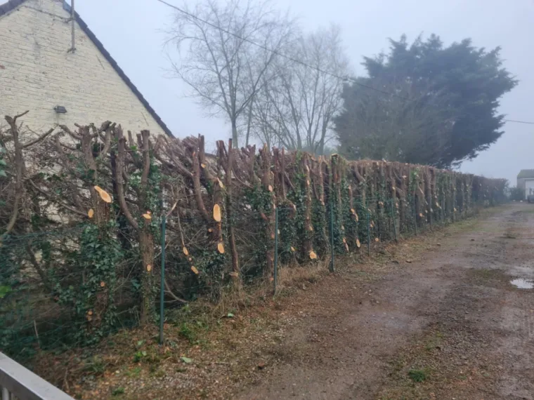 Alerte Nuisible Environnement : Votre expert paysagiste près de Saint-Omer, Saint-Omer, Alerte Nuisible Environnement