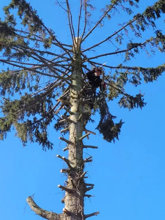 Élagage d'arbres à Bailleul par ALERTE NUISIBLE ENVIRONNEMENT, Saint-Omer, Alerte Nuisible Environnement