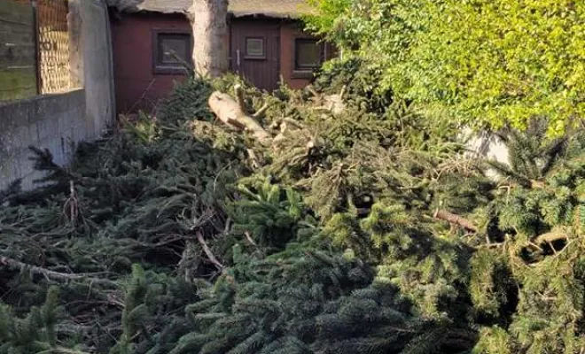 Élagage, Saint-Omer, Alerte Nuisible Environnement