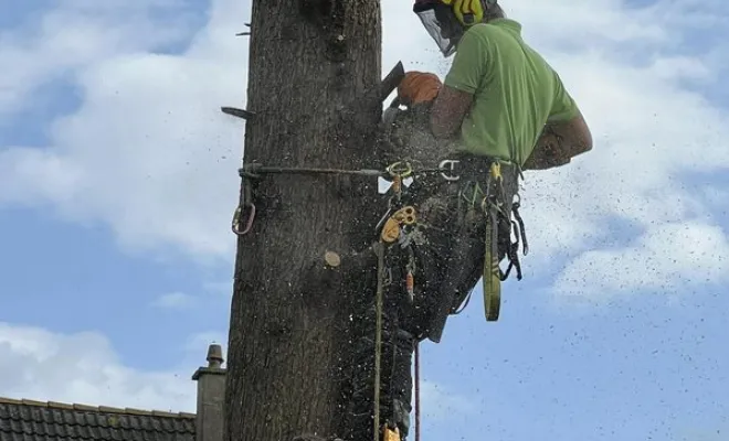 Élagage, Saint-Omer, Alerte Nuisible Environnement