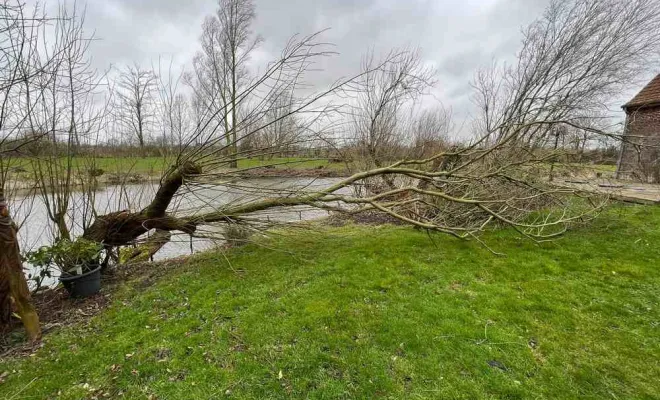 Élagage, Saint-Omer, Alerte Nuisible Environnement