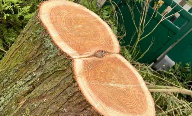 Élagage, Saint-Omer, Alerte Nuisible Environnement