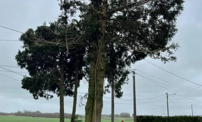 Élagage, Saint-Omer, Alerte Nuisible Environnement