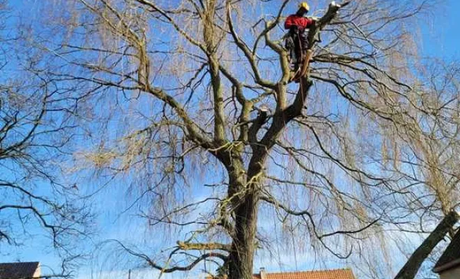 Élagage, Saint-Omer, Alerte Nuisible Environnement