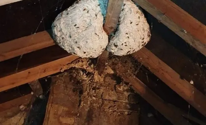 Nuisibles, Saint-Omer, Alerte Nuisible Environnement