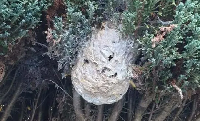 Nuisibles, Saint-Omer, Alerte Nuisible Environnement
