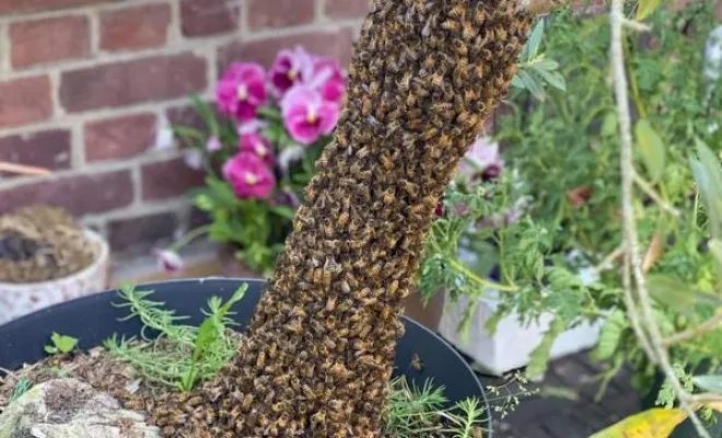 Nuisibles, Saint-Omer, Alerte Nuisible Environnement
