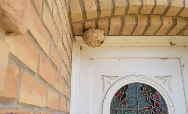 Nuisibles, Saint-Omer, Alerte Nuisible Environnement
