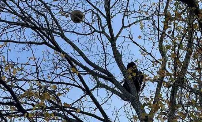 Nuisibles, Saint-Omer, Alerte Nuisible Environnement