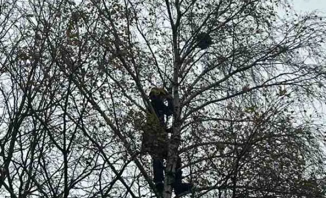 Nuisibles, Saint-Omer, Alerte Nuisible Environnement